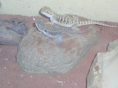 Image Thumbnail