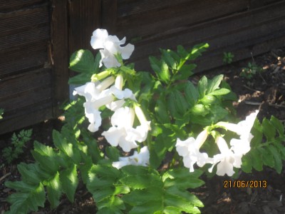Image Thumbnail