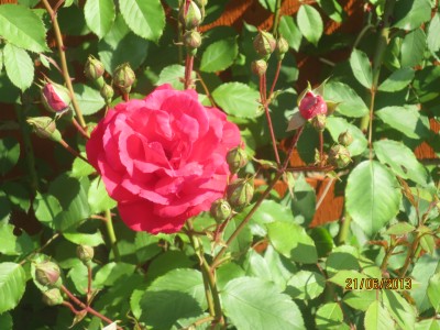 Image Thumbnail