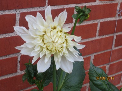 Image Thumbnail