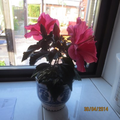 Image Thumbnail