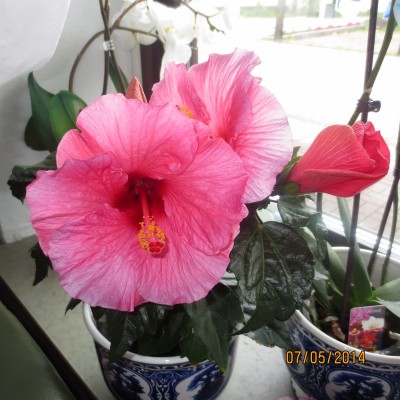 Image Thumbnail