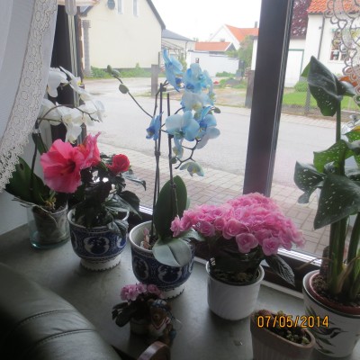 Image Thumbnail
