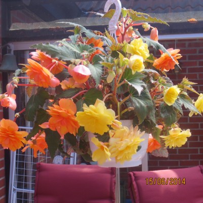 Image Thumbnail