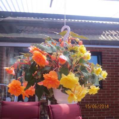 Image Thumbnail